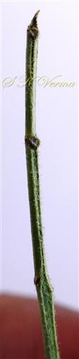  Rachis with glands